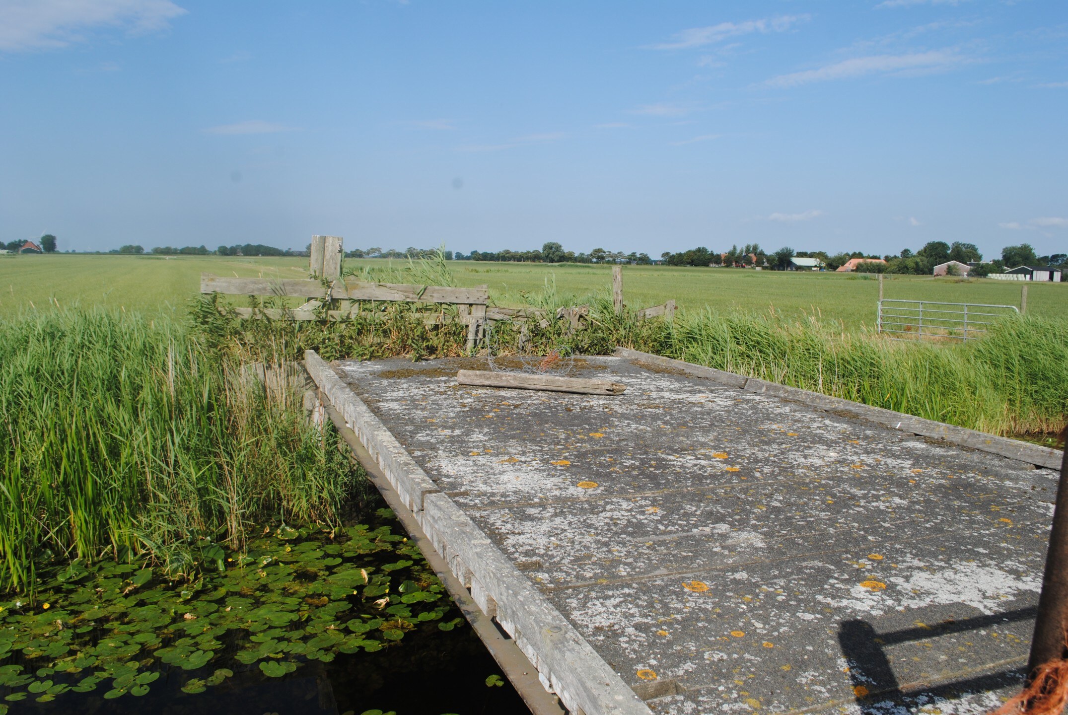 Een oude steiger in het riet bij Spannum